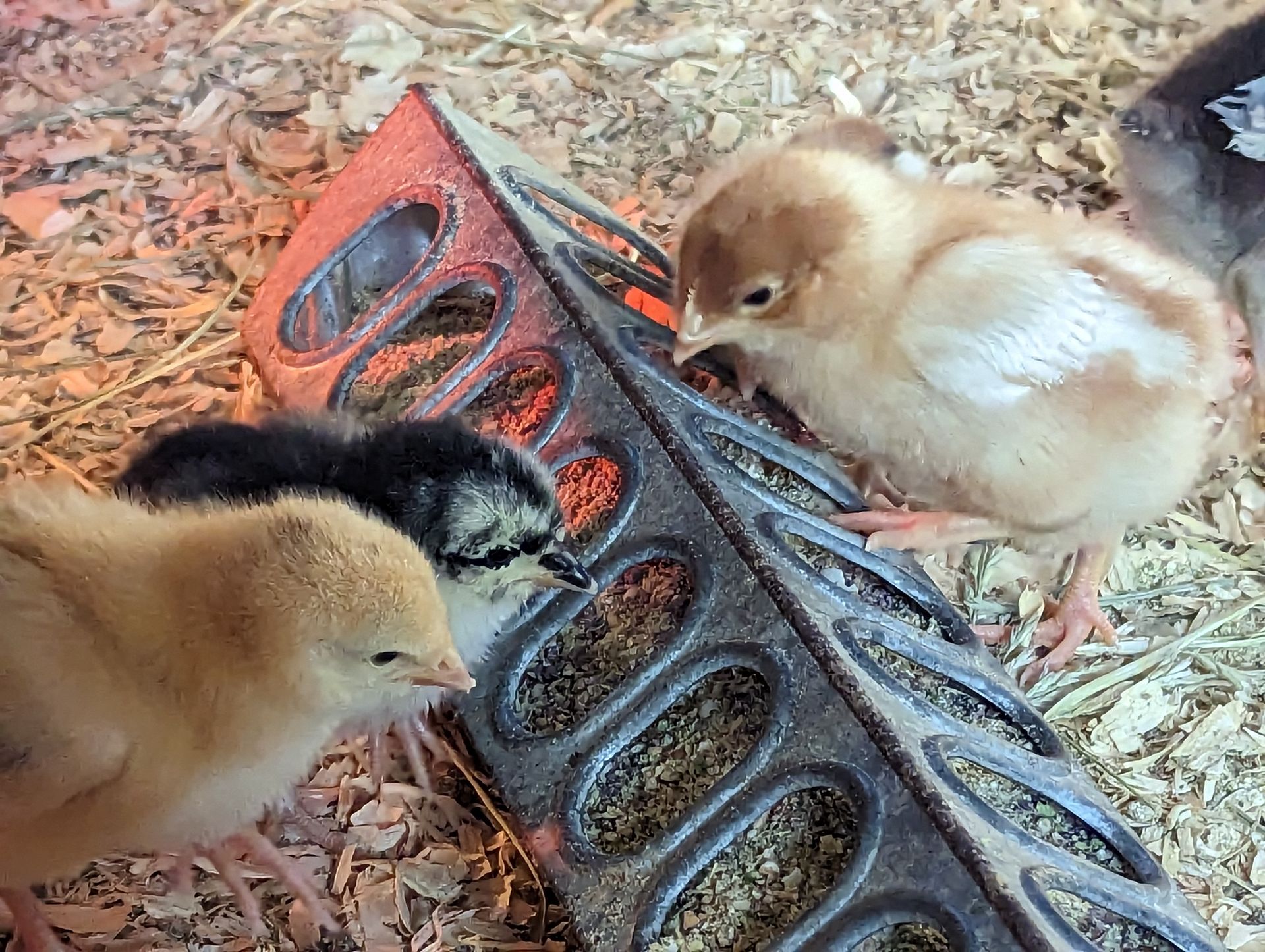 chicks eatign from feeder