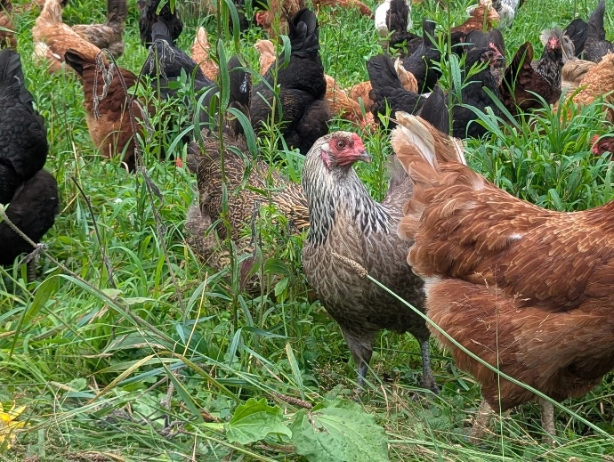 chickens on grass