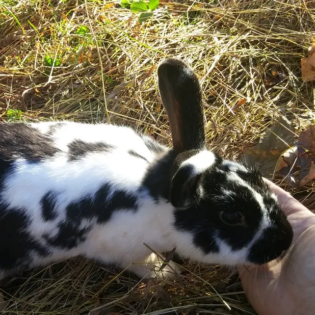Bunz eating sunflower seeds from my hand