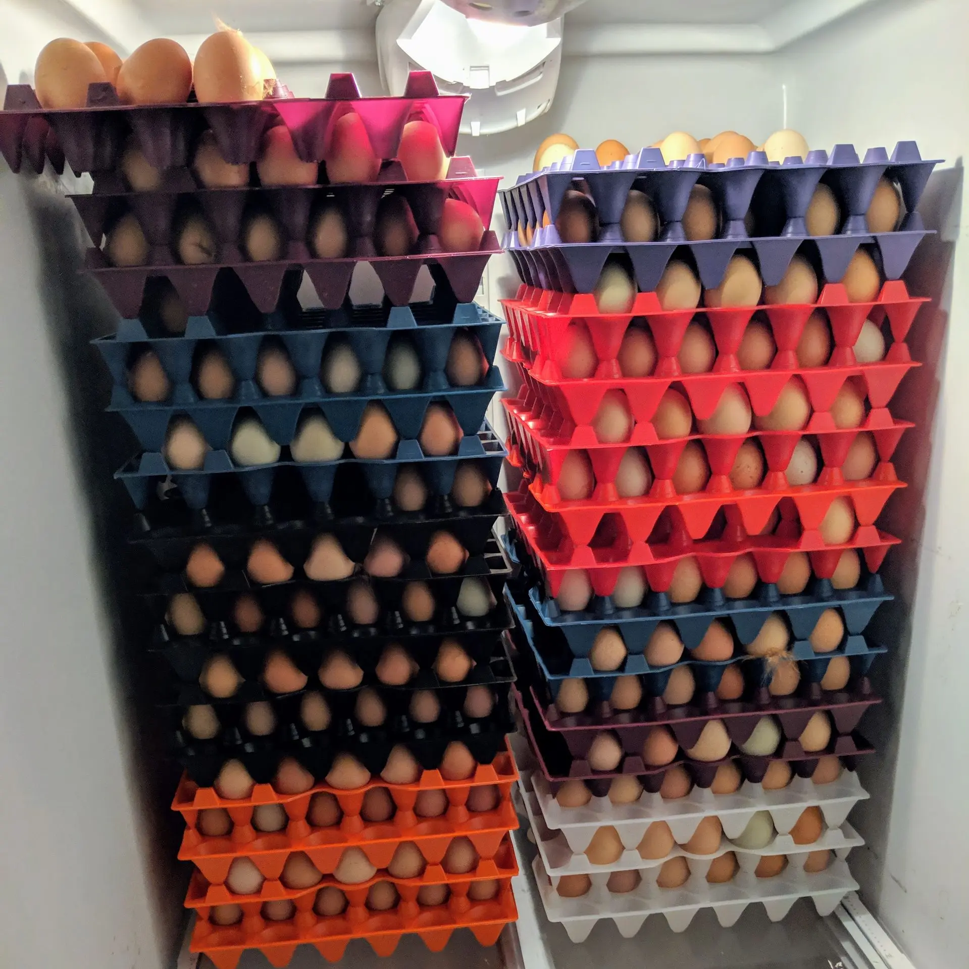 Egg Trays