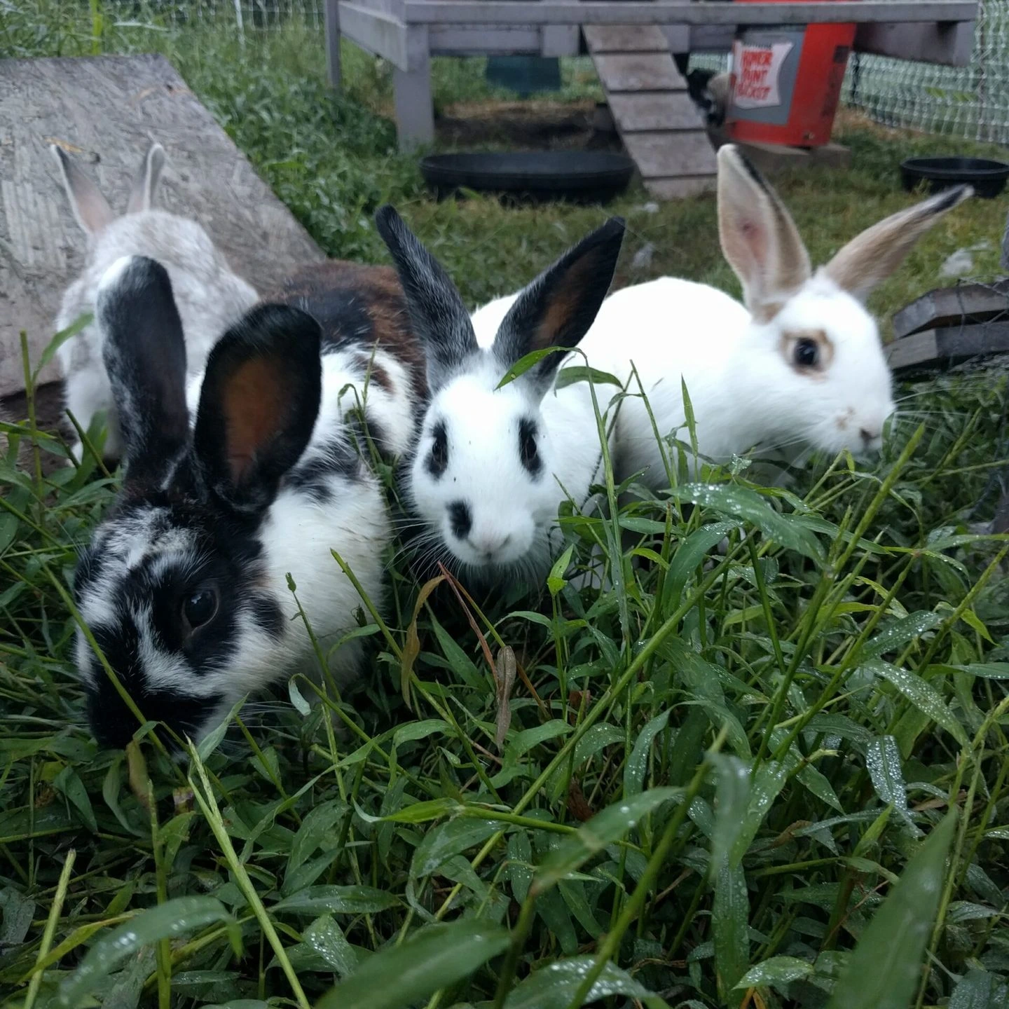 rabbits on pasture