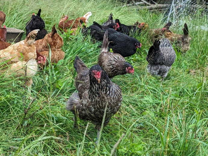 chickens on pasture