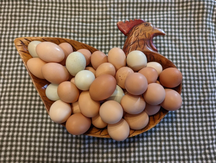 eggs