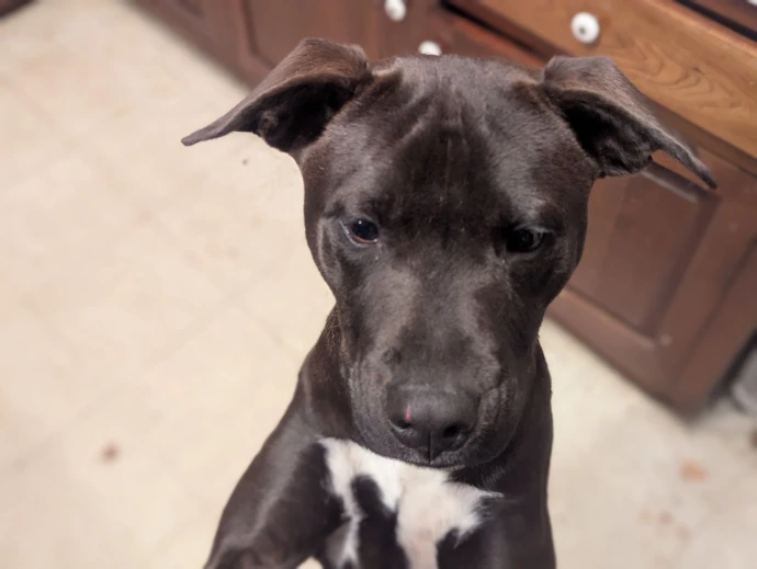 baby ruffer dog, a chicken plucker from way back