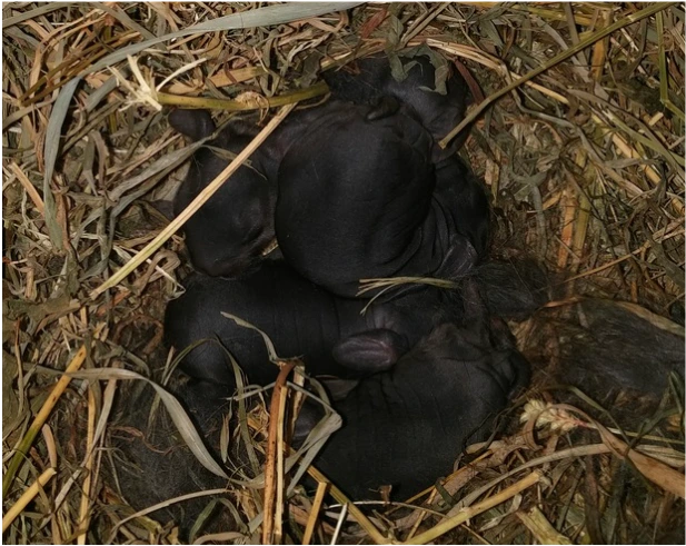 baby rabbits