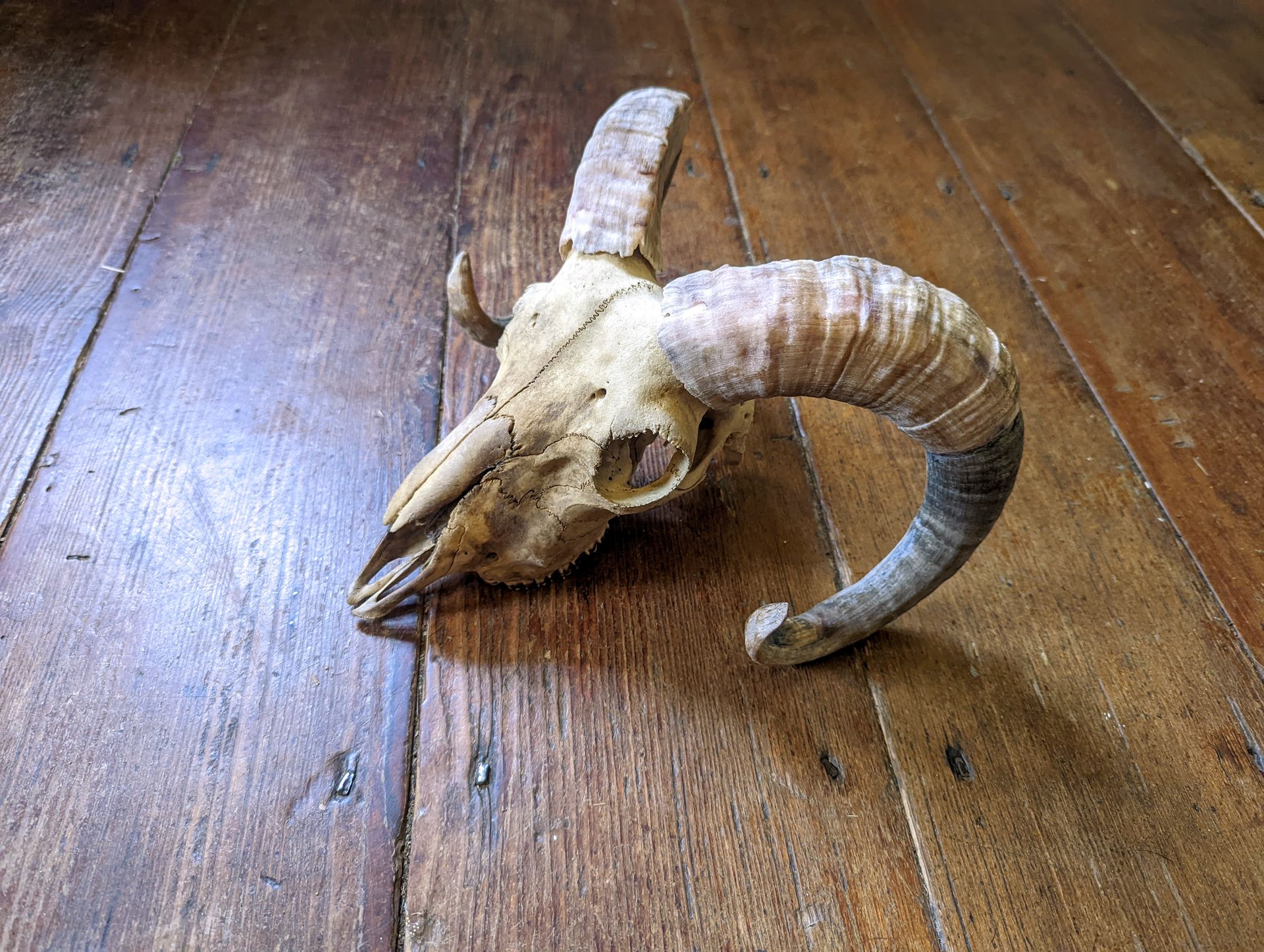 ram skull
