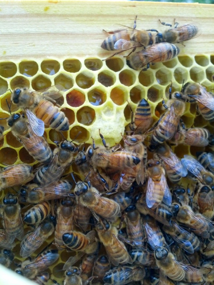 bees on comb