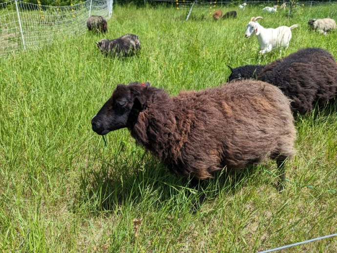 sheep matriarch on grass