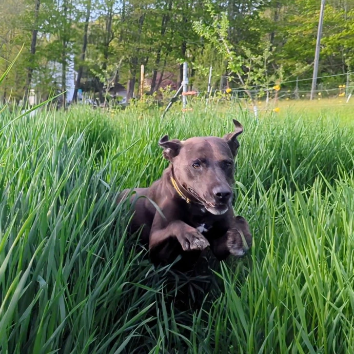 dog in grass