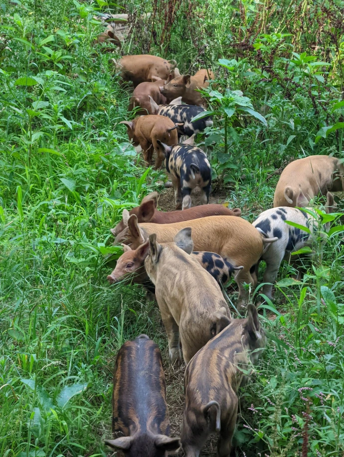 cute stripy piglets in grass