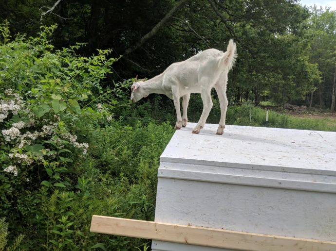 goat on shelter