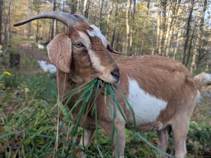 goat eating grass