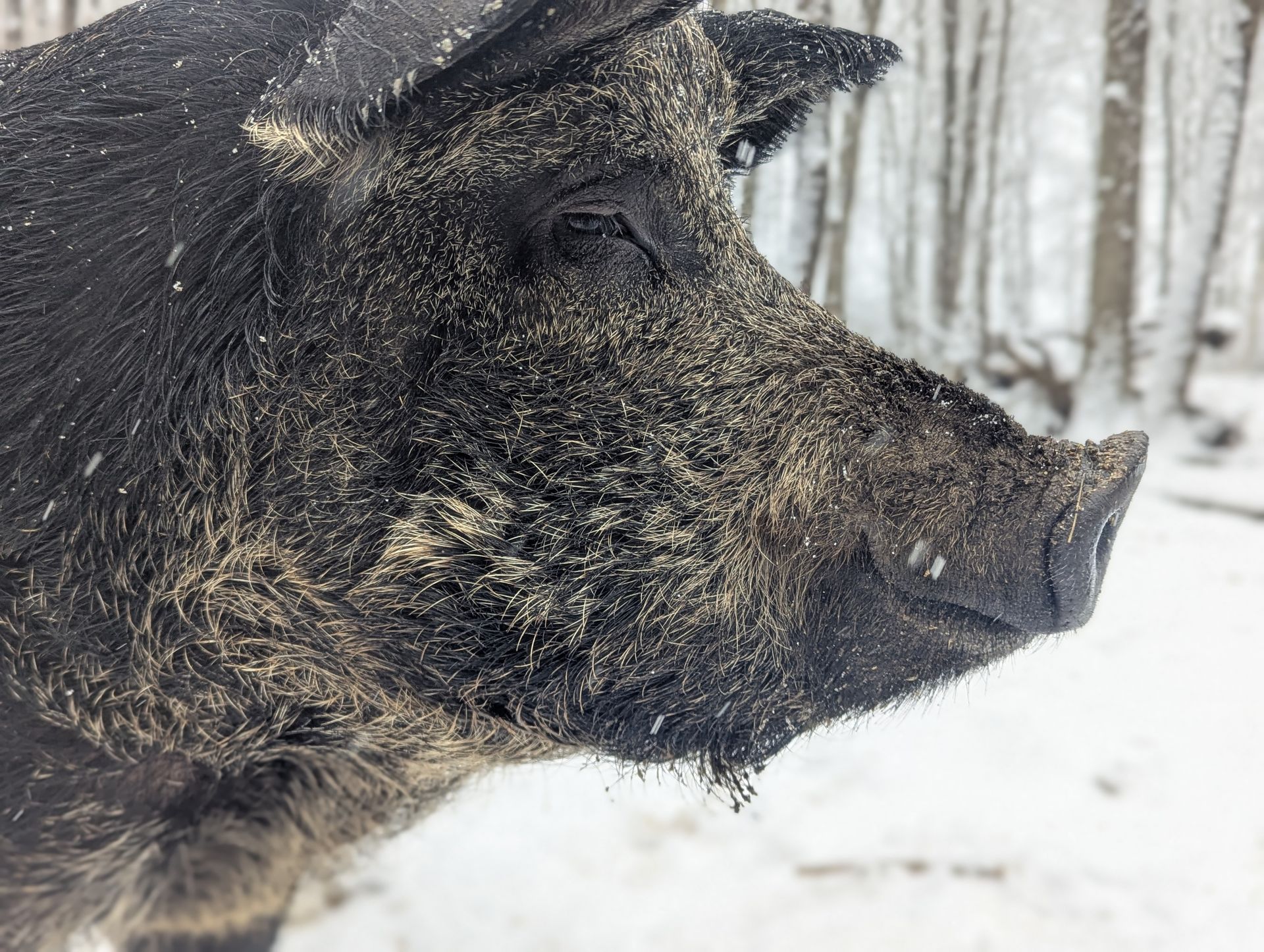 side eye pig in snow