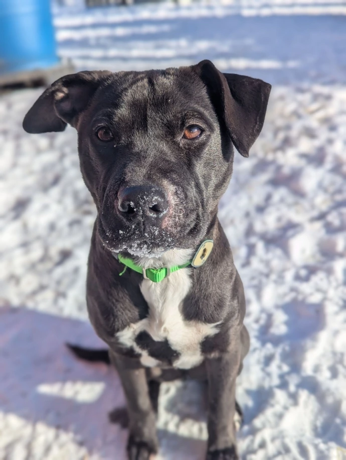 Ruffles McFlutter Dog in snow, looking alert for commands from her humans