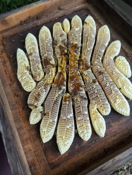 An odd buildup of honey comb from one of our bee hives last year