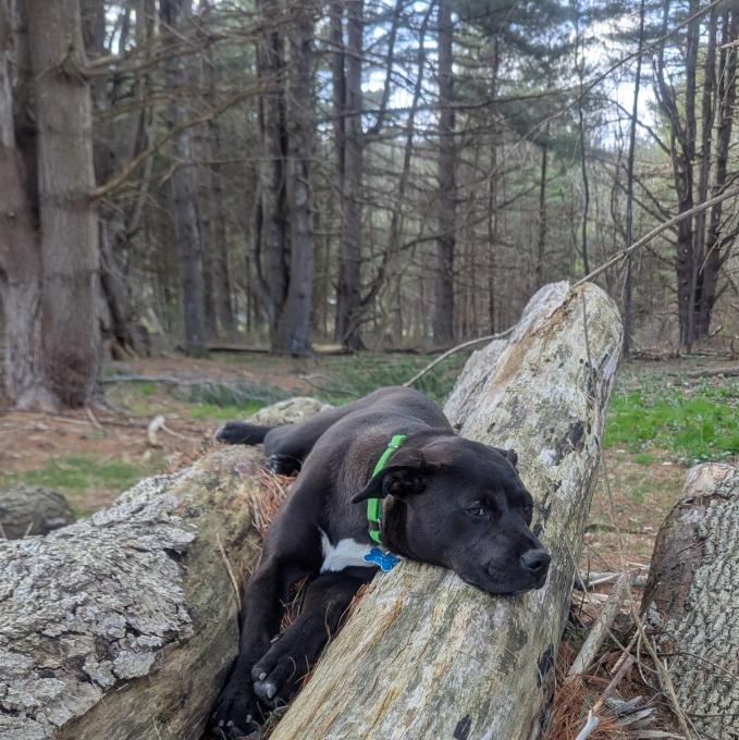 Ruffles McDoogerFace relaxing on some old saw logs