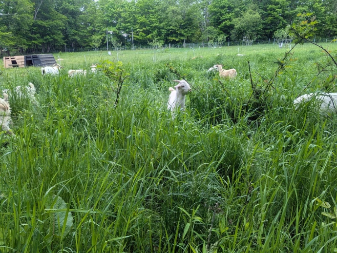Grass with animals