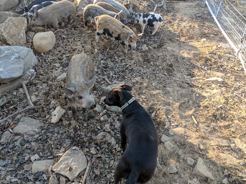 dog and pigs 1