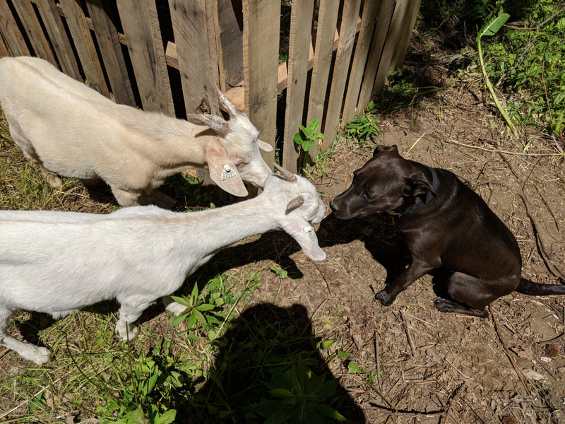 dog meeting goats 1