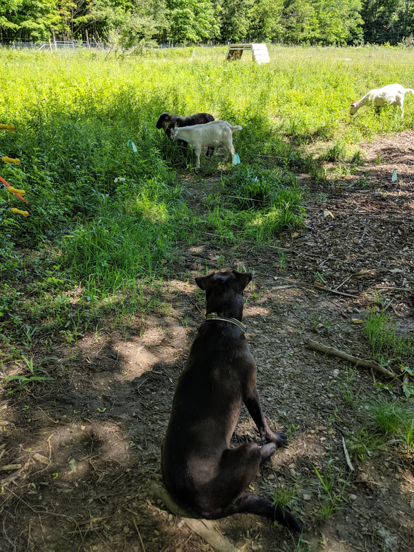 dog watching over goats on pasture 1