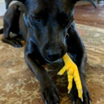 dog with chicken foot