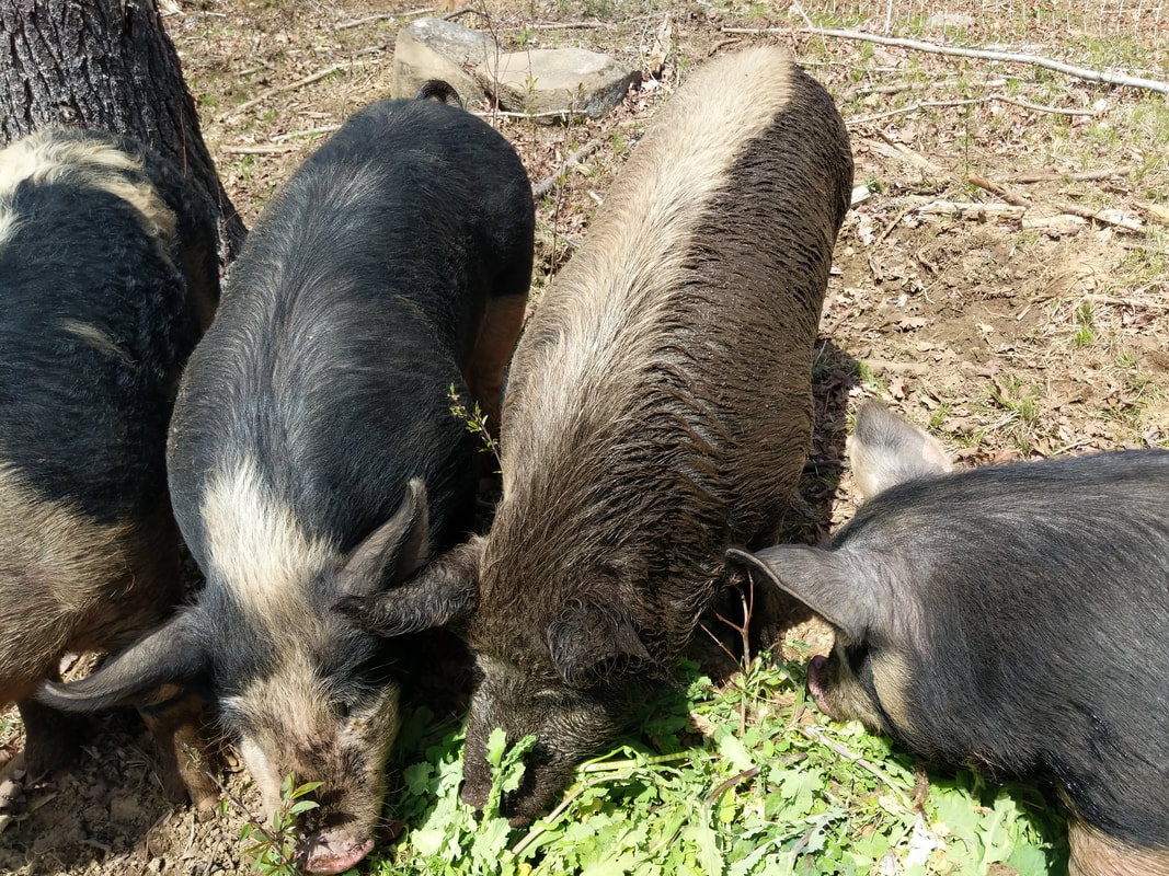 The pigs enjoying a treat from a nearby vegetable farm. The pigs only get soy-free, corn-free, non-GMO feed and these bolted radishes qualify!