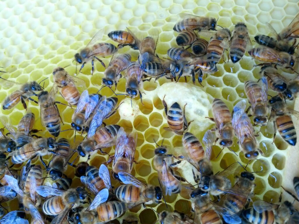 bees on honey comb with queen cell