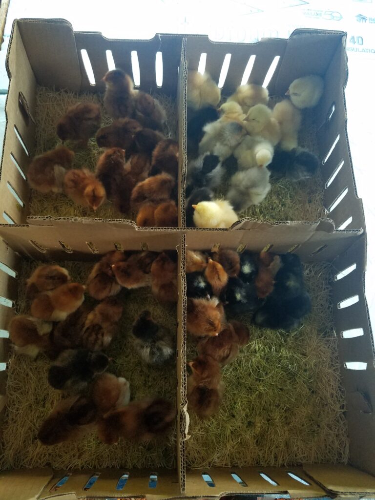 chicks in shipping box