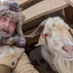 Nick Weinstock and goat on snowy pasture with shelter