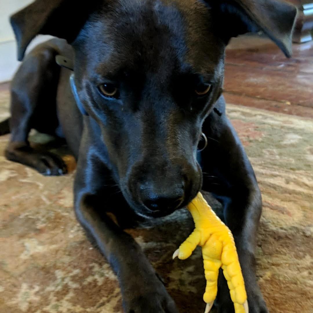 Pup (dog) eating chicken foot