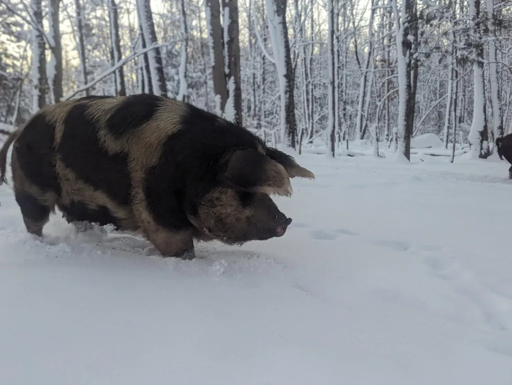 cow pig in snow